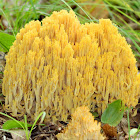 Ramaria Coral Fungus