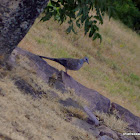 Spotted Dove