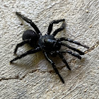 Trapdoor Spider