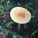 Frost’s Amanita