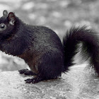 Black Squirrel