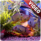 Download Aquarium Video Live Wallpaper For PC Windows and Mac