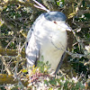 Black-crowned Night Heron; Martinete