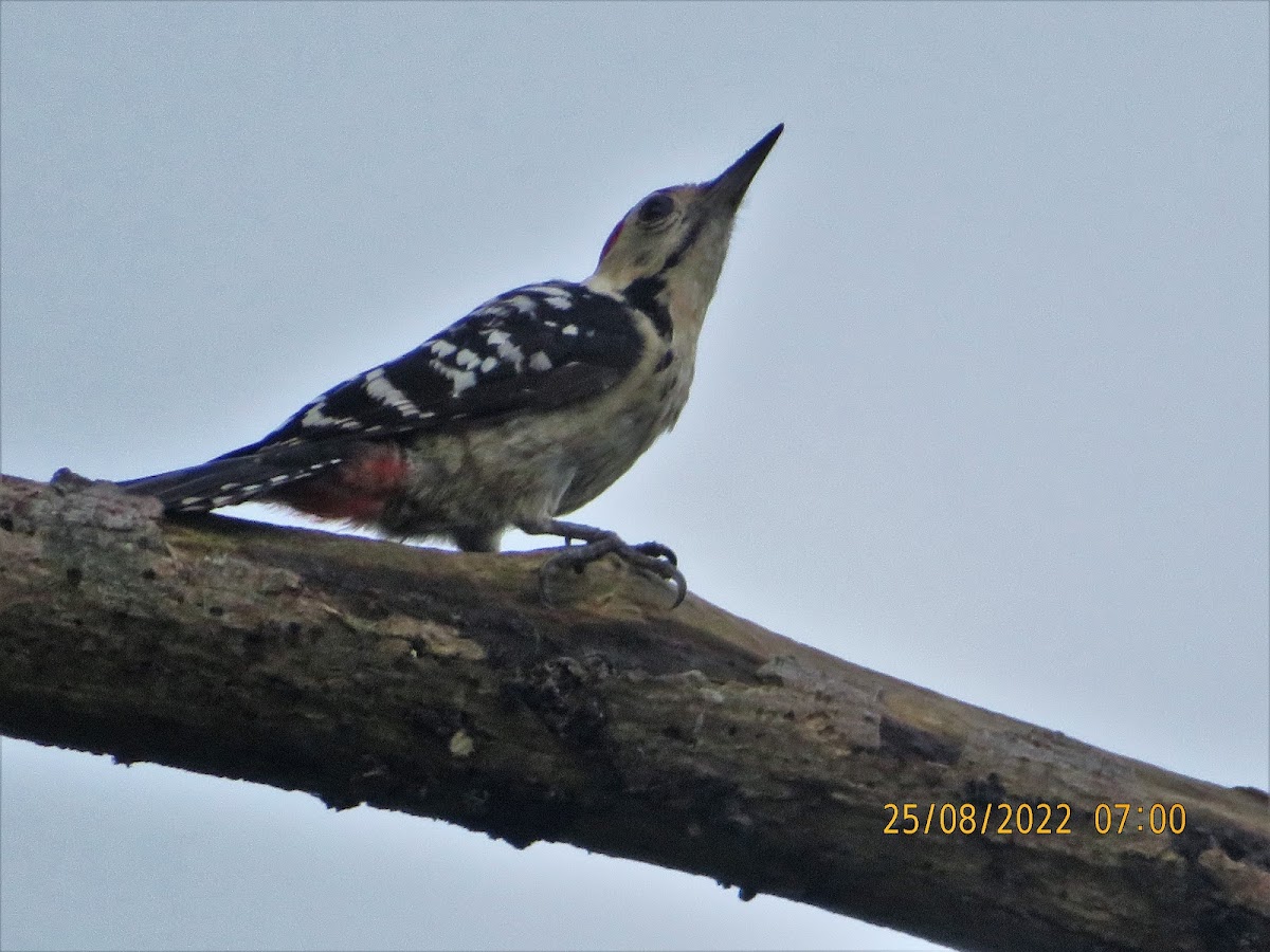 Fulvous-breasted Woodpecker (video)