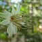 Rattlesnake Root