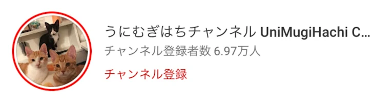 「おすすめの猫のチャンネル教えます。サムネのチャンネルだいすこ」のメインビジュアル