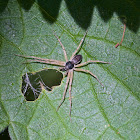 Running Crab Spider (male)