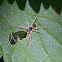 Running Crab Spider (male)