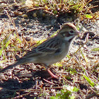 Lark Sparrow