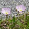 Evening primrose