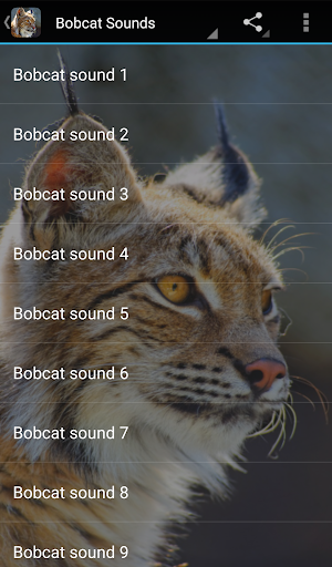 Screenshot Bobcat Sounds