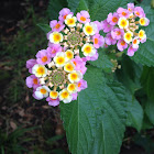 Lantana