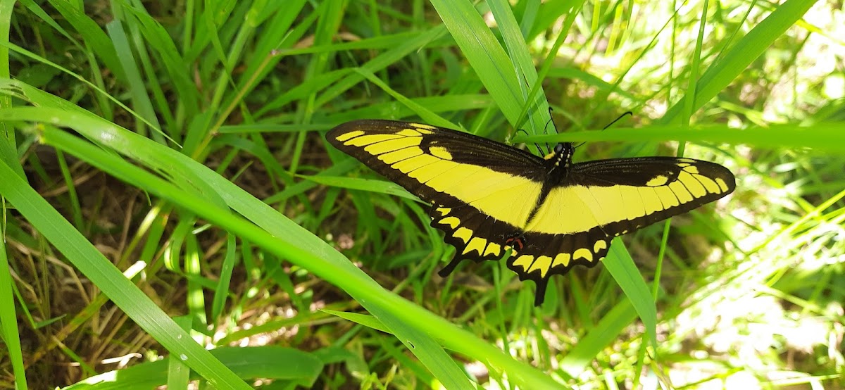 Papilio astyalus