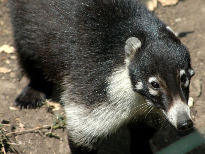 Cuati or Pizote, Animal seing on Monteverde