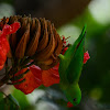 Vernal Hanging Parrot