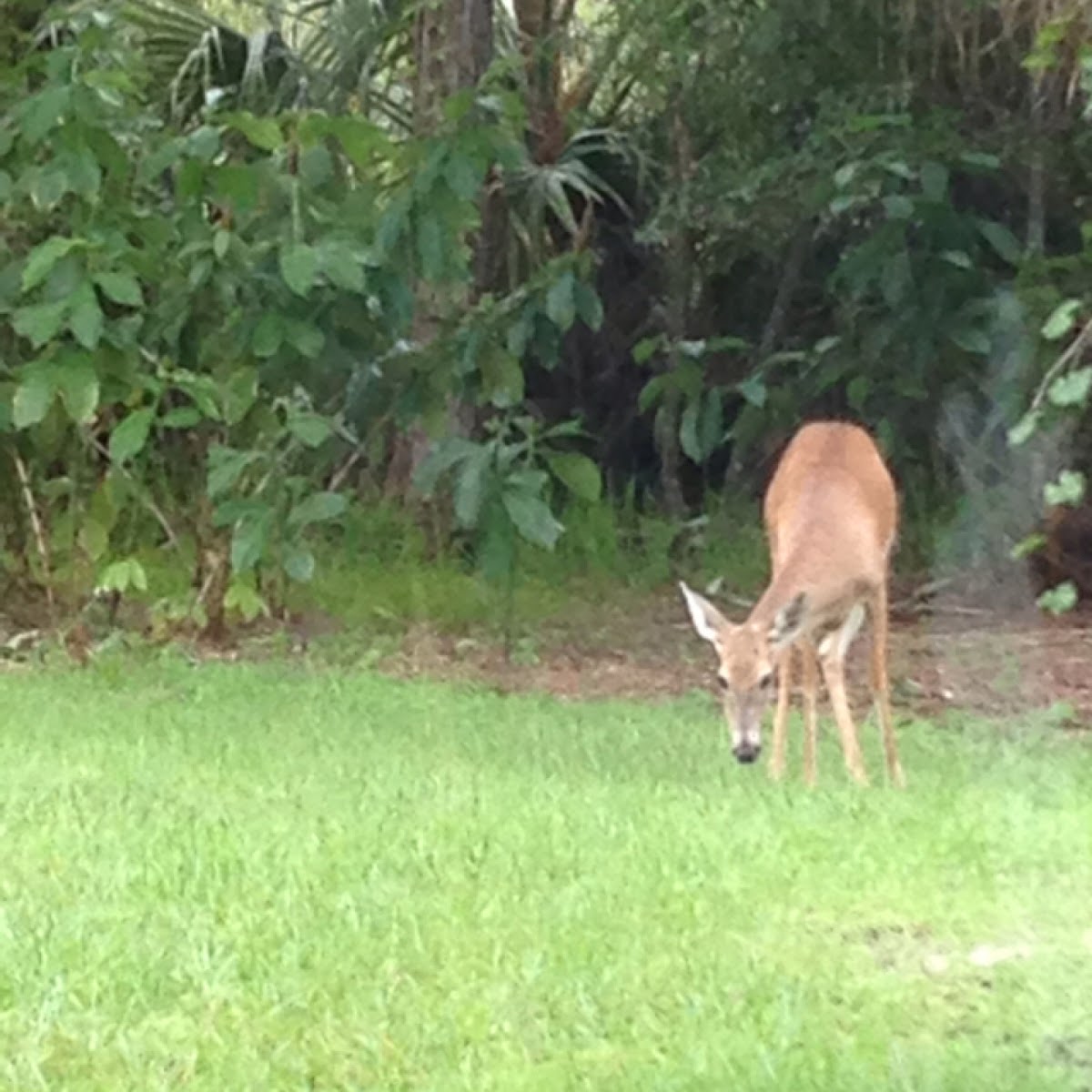 White-tailed deer