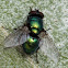 Greenbottle