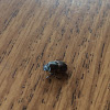 Unknown beetle