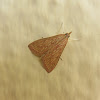 Sesame Leafroller Moth