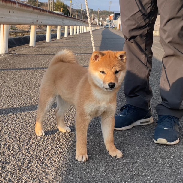 ヴォクシーのチームピンスト・No.001・武蔵Style・柴犬・展覧会に関するカスタム事例の投稿画像5枚目