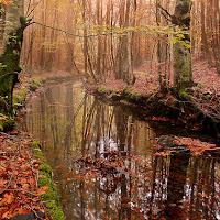 Il bosco incantato di 