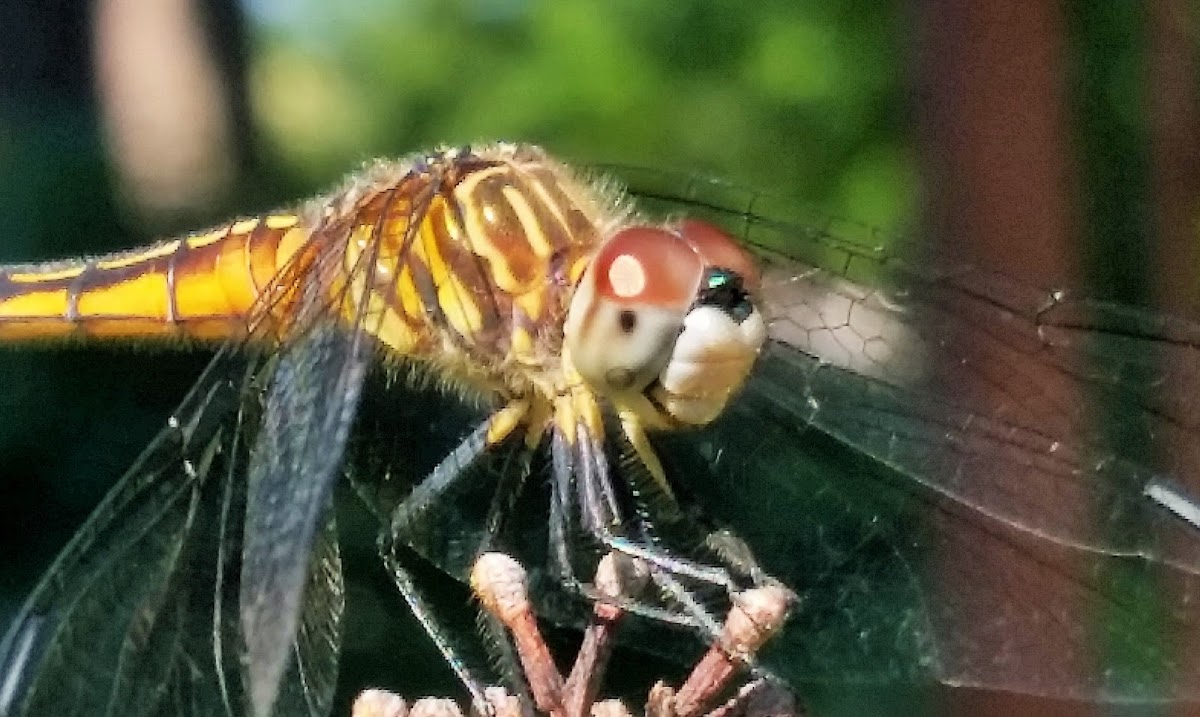 White-faced meadowhawk