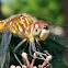 White-faced meadowhawk