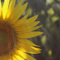 Sunflower di 