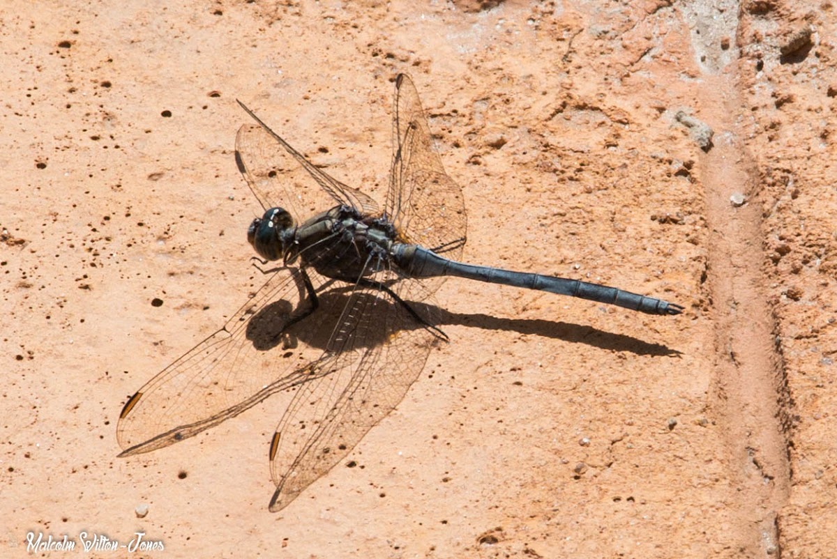 Epaulet Skimmer