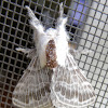 Large Tolype Moth