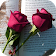 rosas de amor rosas con frases de amor con rosas icon