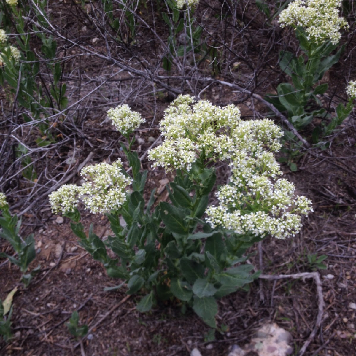 whitetop / hoary cress