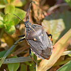 Stink Bug