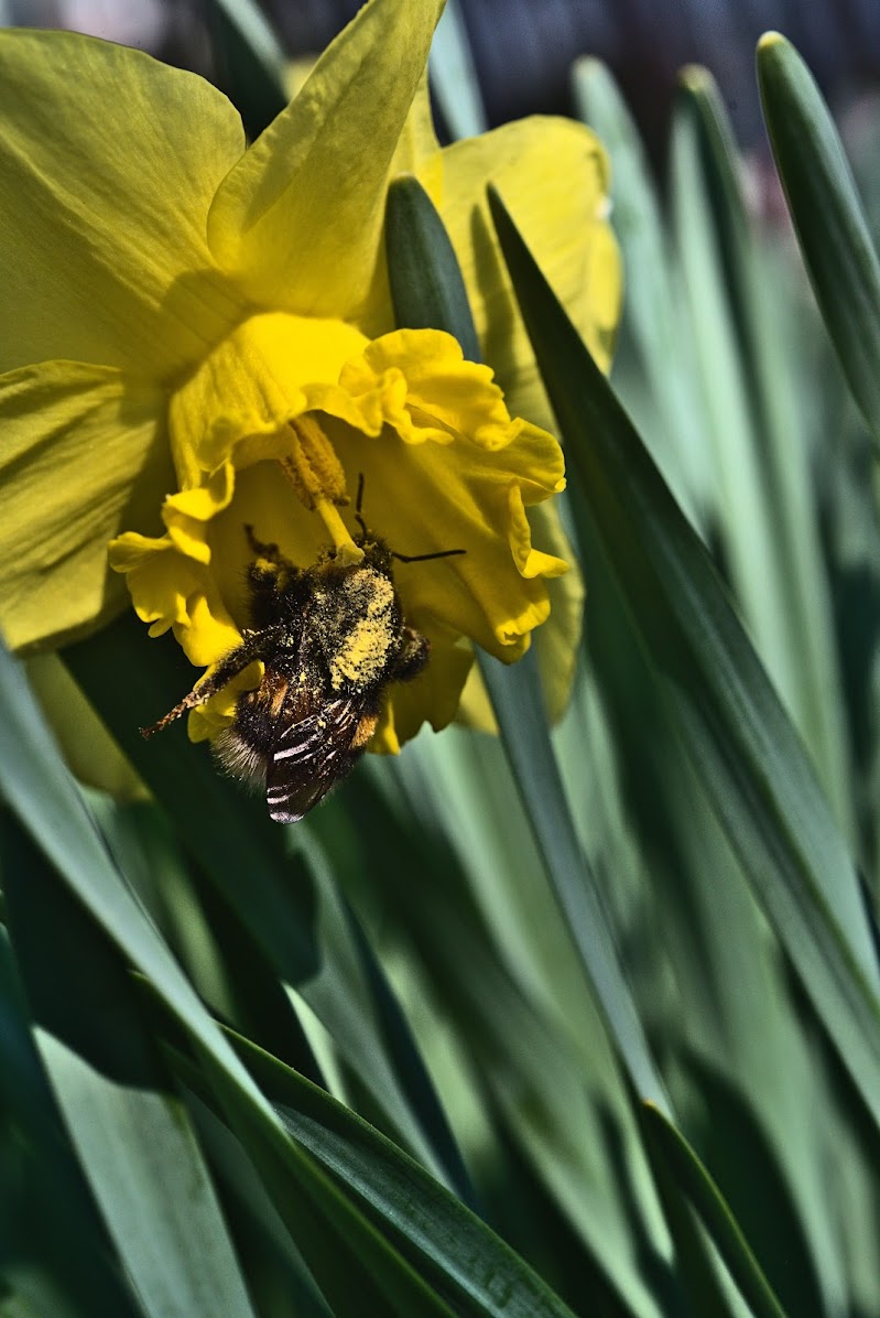 Che fatica la vita dell'impollinatore di marco_dacrema