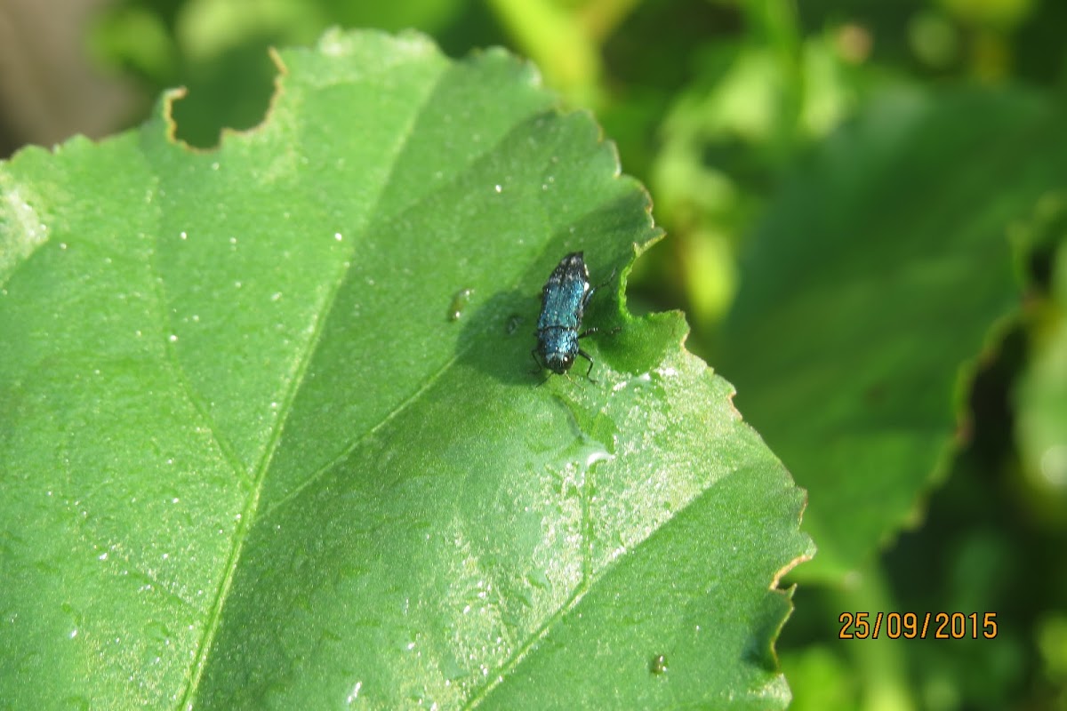 Hibiscus Jewel Beetle