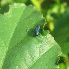 Hibiscus Jewel Beetle