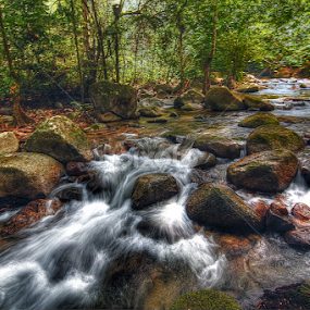 by Mohd Zulkarnain Abdul Rahman - Landscapes Forests