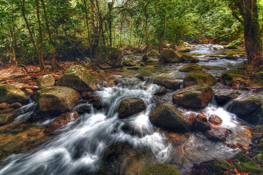 by Mohd Zulkarnain Abdul Rahman - Landscapes Forests