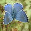 Common Blue male