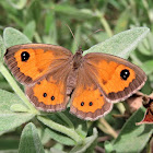 Spanish gatekeeper. Mariposa lobito listado