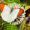 Great Orange Tip