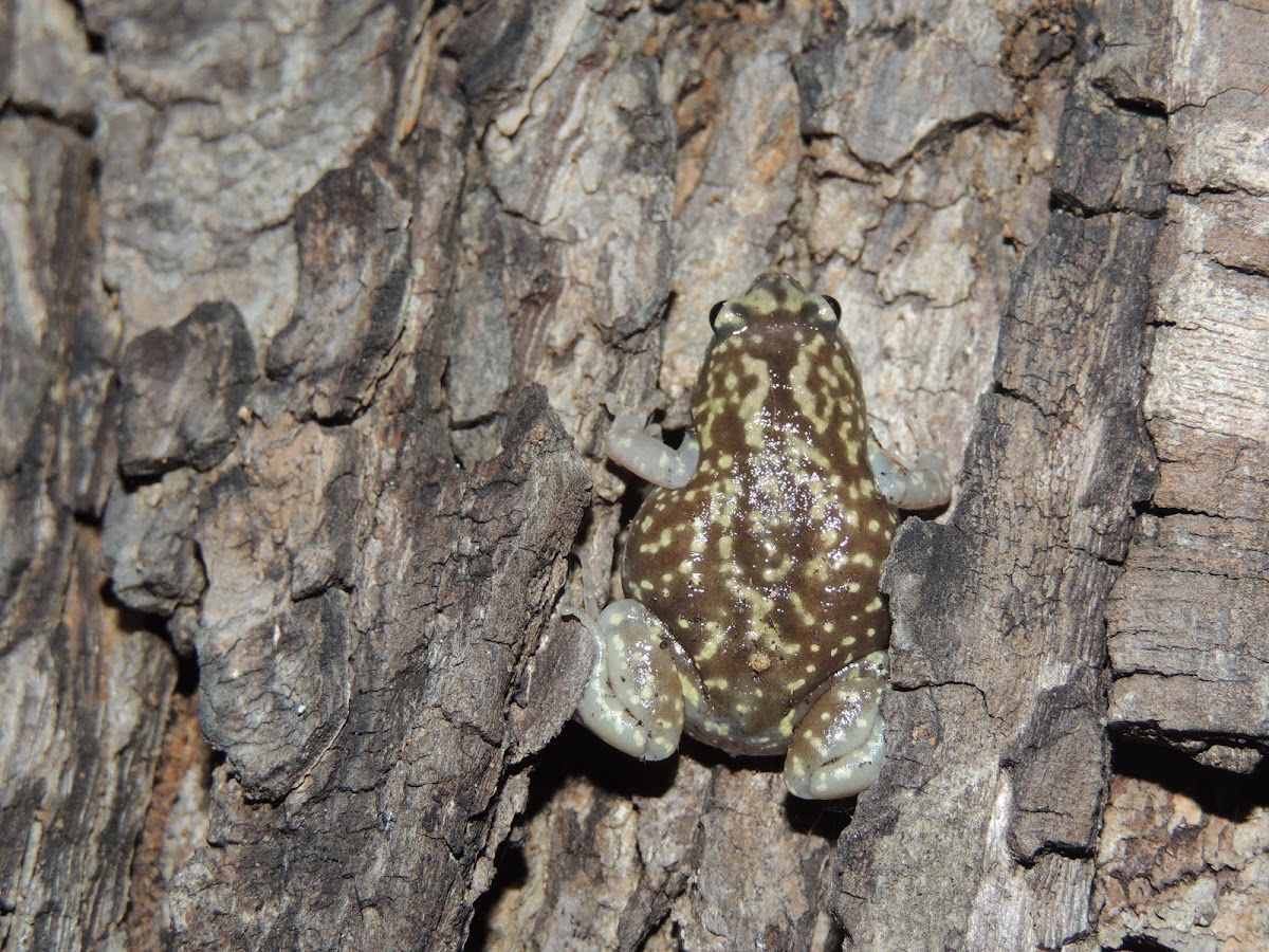 Marbled Narrow-mouthed Frog