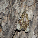 Marbled Narrow-mouthed Frog