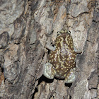 Marbled Narrow-mouthed Frog