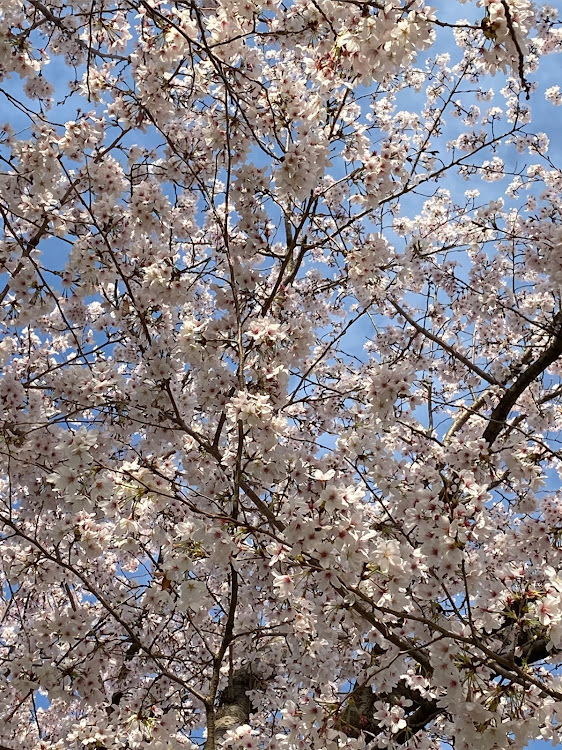 Eクラス ステーションワゴンの桜・ドライブ・花見ドライブ🌸に関するカスタム事例の投稿画像4枚目