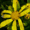 Small Blacktip Ragwort