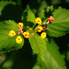 Lantana