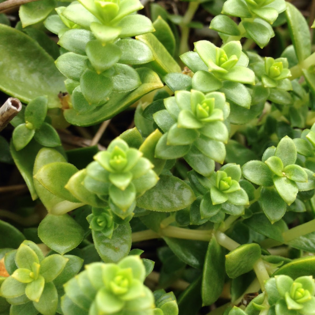 Sea spurge