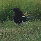 Black-billed Magpie