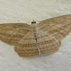 Moth